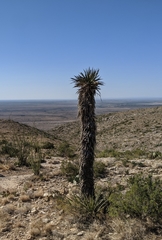 Yucca torreyi