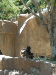 Gorilla