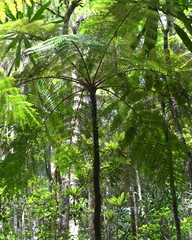 Sphaeropteris novae-caledoniae