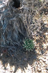 Dudleya ingens