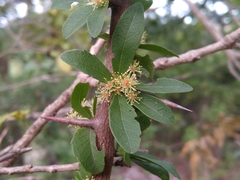 Xylosma cinerea