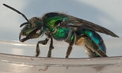 Pseudaugochlora