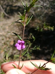 Prostanthera scutellarioides