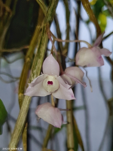 Linguella Orchid