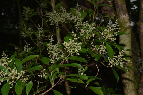 Tapeinosperma glandulosum observed 2020-10-18