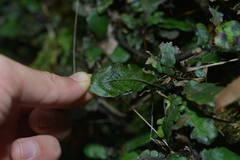 Blechnum opacum