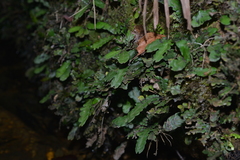 Blechnum opacum