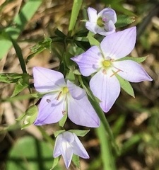 Veronica subtilis