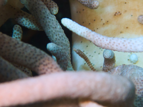 Shorthead pipefish (Siokunichthys breviceps) — Syngnathidae