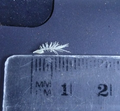 Melaleuca trichostachya