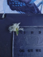 Melaleuca trichostachya