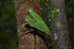 Elaphoglossum vieillardii