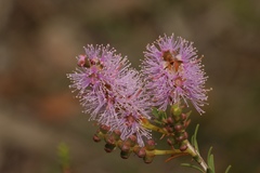 Melaleuca decussata