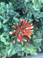 Erythrina acanthocarpa