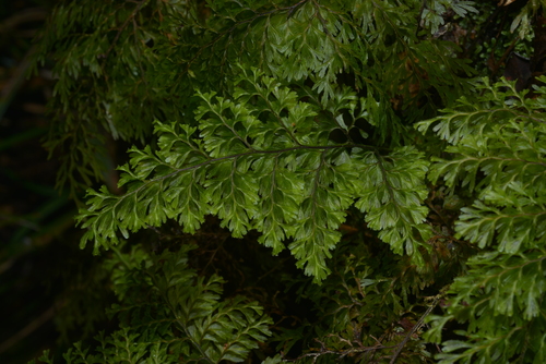 Hymenophyllum deplanchei observed 2020-10-18