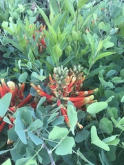 Erythrina acanthocarpa