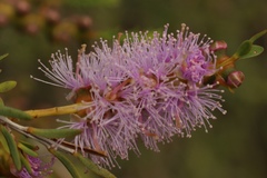 Melaleuca decussata