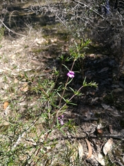 Prostanthera scutellarioides