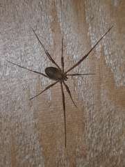 Opiliones