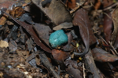 Leratiomyces atrovirens