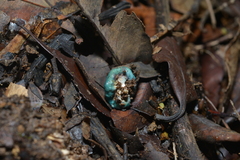 Leratiomyces atrovirens