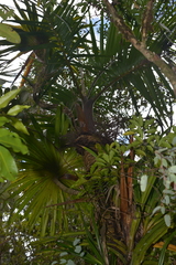 Clinosperma bracteale