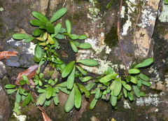 Elaphoglossum glabratum