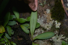 Elaphoglossum glabratum