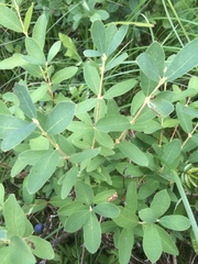 Lonicera villosa