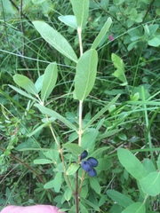 Lonicera villosa