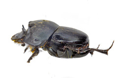 Onthophagus vitulus