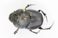 Onthophagus vitulus