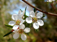 Leptospermum deanei