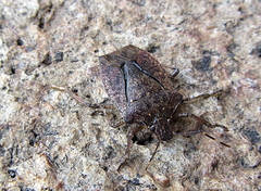 Halyomorpha halys