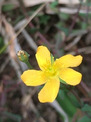 Hypericum involutum