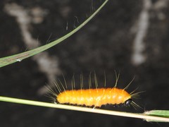 Delias hyparete