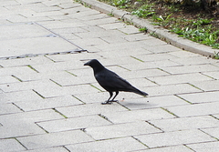 Corvus corone