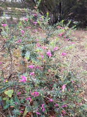 Eremophila maculata
