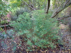 Euphorbia ceratocarpa