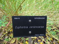 Euphorbia ceratocarpa