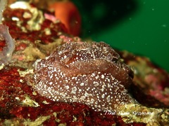 Goniodoris castanea