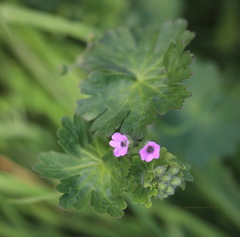 Geranium molle