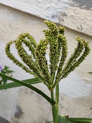 Eleusine coracana