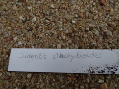 Sideritis stachydioides