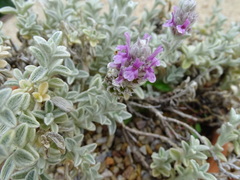 Sideritis stachydioides