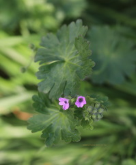 Geranium molle
