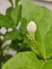 Jasminum sambac