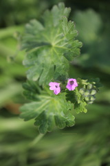 Geranium molle