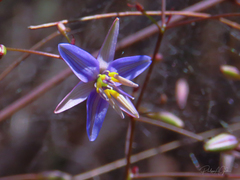 Dianella prunina