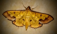Meroctena tullalis